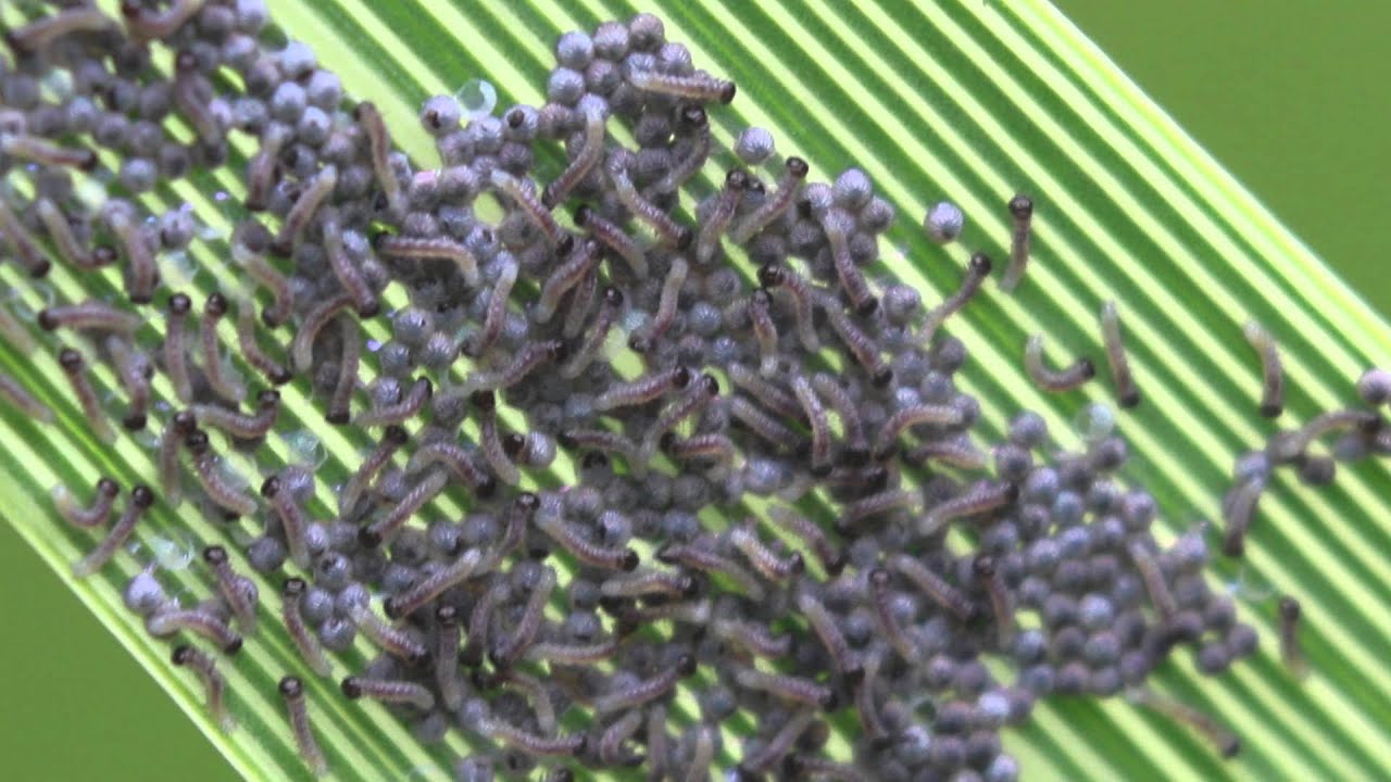caterpillars emerging from their eggs YouTube