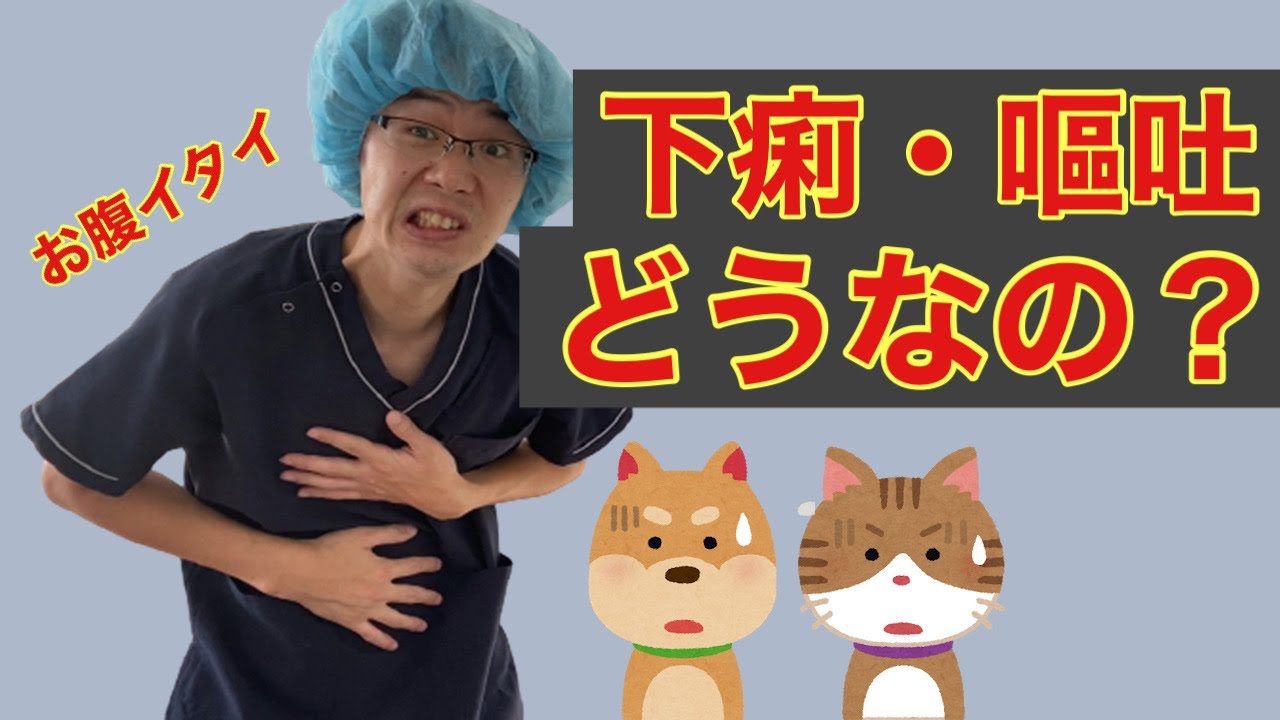 治療するべき どうすればいい 犬と猫で起こる下痢と嘔吐に関して 動物病院で働く現役獣医師がお話します ゞ Youtube