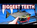 *NEW PET* HUGE FANGS future RIVER MONSTER awesome underwater SHARK FEEDING