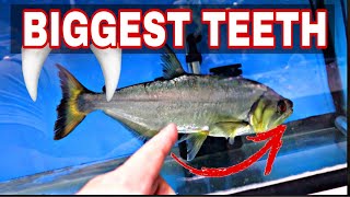 Detailed *NEW PET* HUGE FANGS future RIVER MONSTER awesome underwater SHARK FEEDING Information