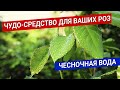 Чудо-средство для ваших роз - чесночная вода