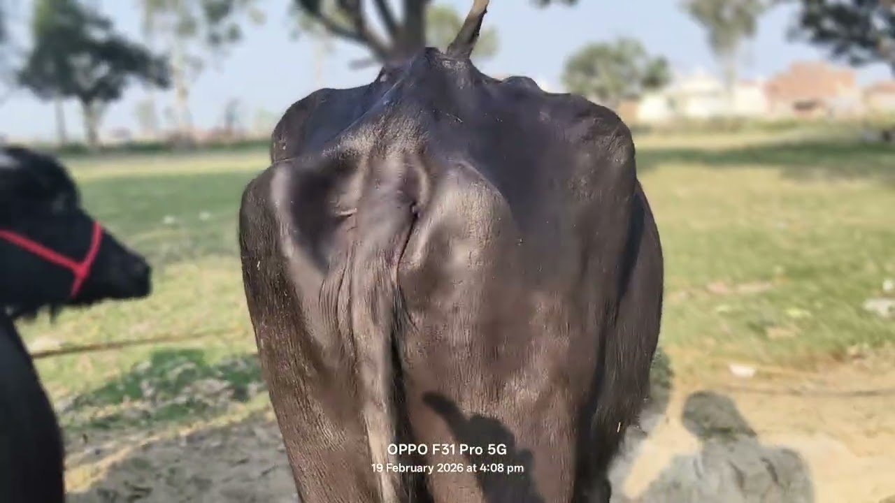 Jumme Raat ka din hai aaj 3:00 Baje gadi U  number Diya Hai call Karke hamen9548450765