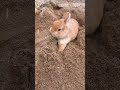 OMG! 😲 Bunny Trying to Dig a Hole with Its Feet 🐰🕳️ #Shorts