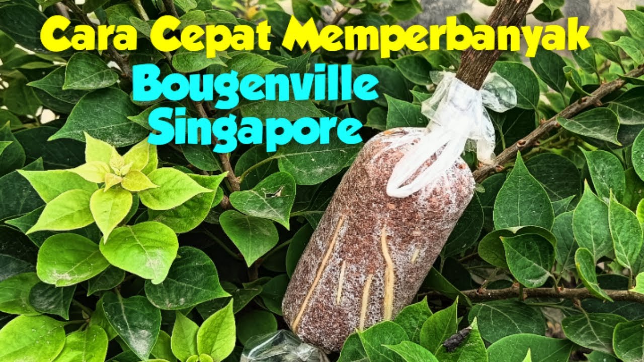 Cangkok Bougenville Singapore Menggunakan Media Cocopeat.