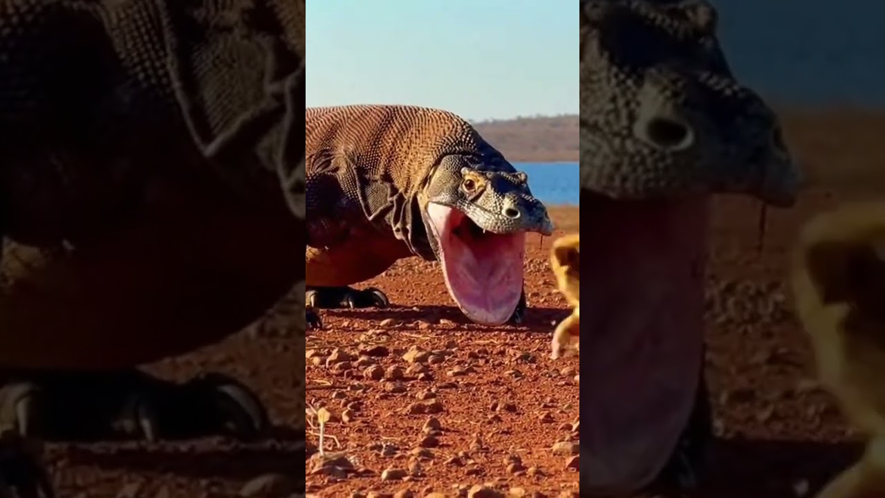 When the Komodo dragon goes out to hunt stealth mode activated 