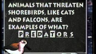 Shorebird Migration Game screenshot 3