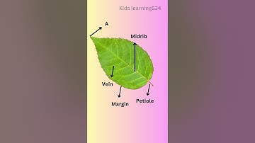 parts of a leaf|| Environmental Studies Grade 4#shorts #