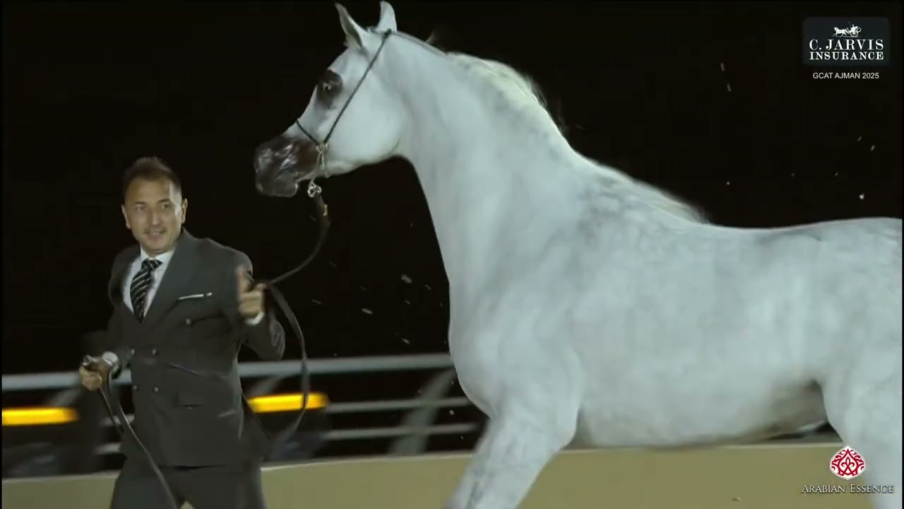 GCAT AJMAN 2025    Senior Mares Championship