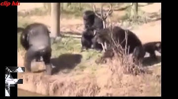 clip hot - tổng hợp khoảnh khắc hài hước của động vật