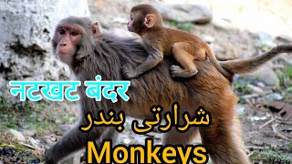 The naughty monkeys  شرارتی بندر