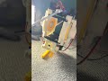 Gyro stabilized robot