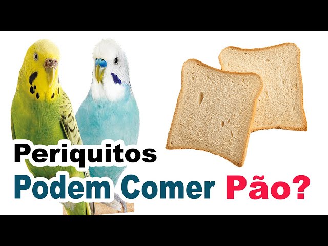 Periquito pode comer pão? Descubra a resposta