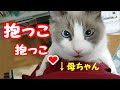 猫の手も借りたい時に限って”ネコ”!! コハク君ハウル君 Ragdoll Cat Kohaku&Howl