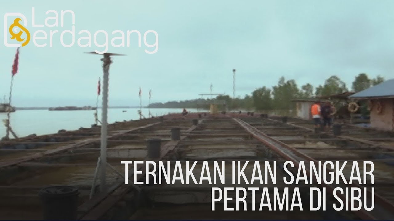 Lan Berdagang Ternakan Ikan Sangkar Pertama Di Sibu Youtube