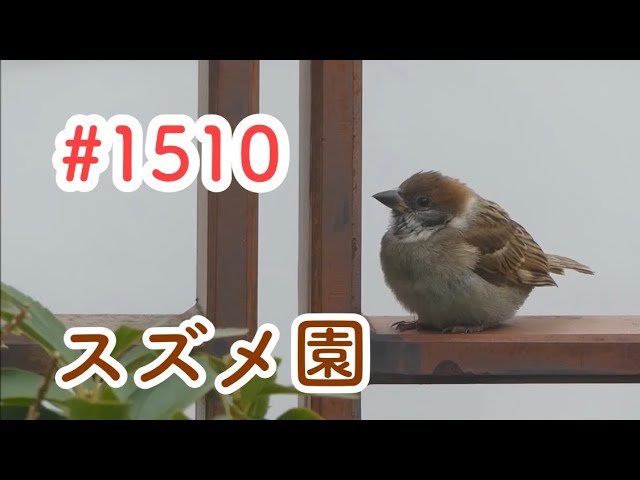スズメさんの日常#1506 - YouTube