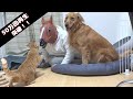 突然馬の化け物がいた時の愛猫の反応が可愛いすぎたｗ