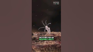 Hydra, A Fascinating Creature! 🪸  #shorts