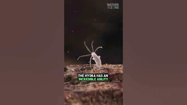 Hydra, A Fascinating Creature! 🪸  #shorts