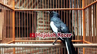 suara BURUNG kacer GACOR ngeplong KONSLET Tarung ini Paling Ampuh buat PANCINGAN KACER agar EMOSI
