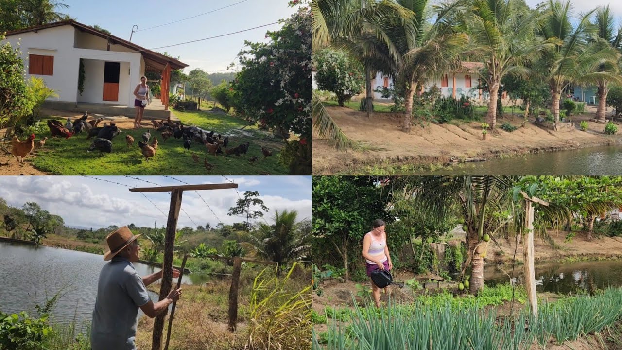 Cuidando das criações e da horta 