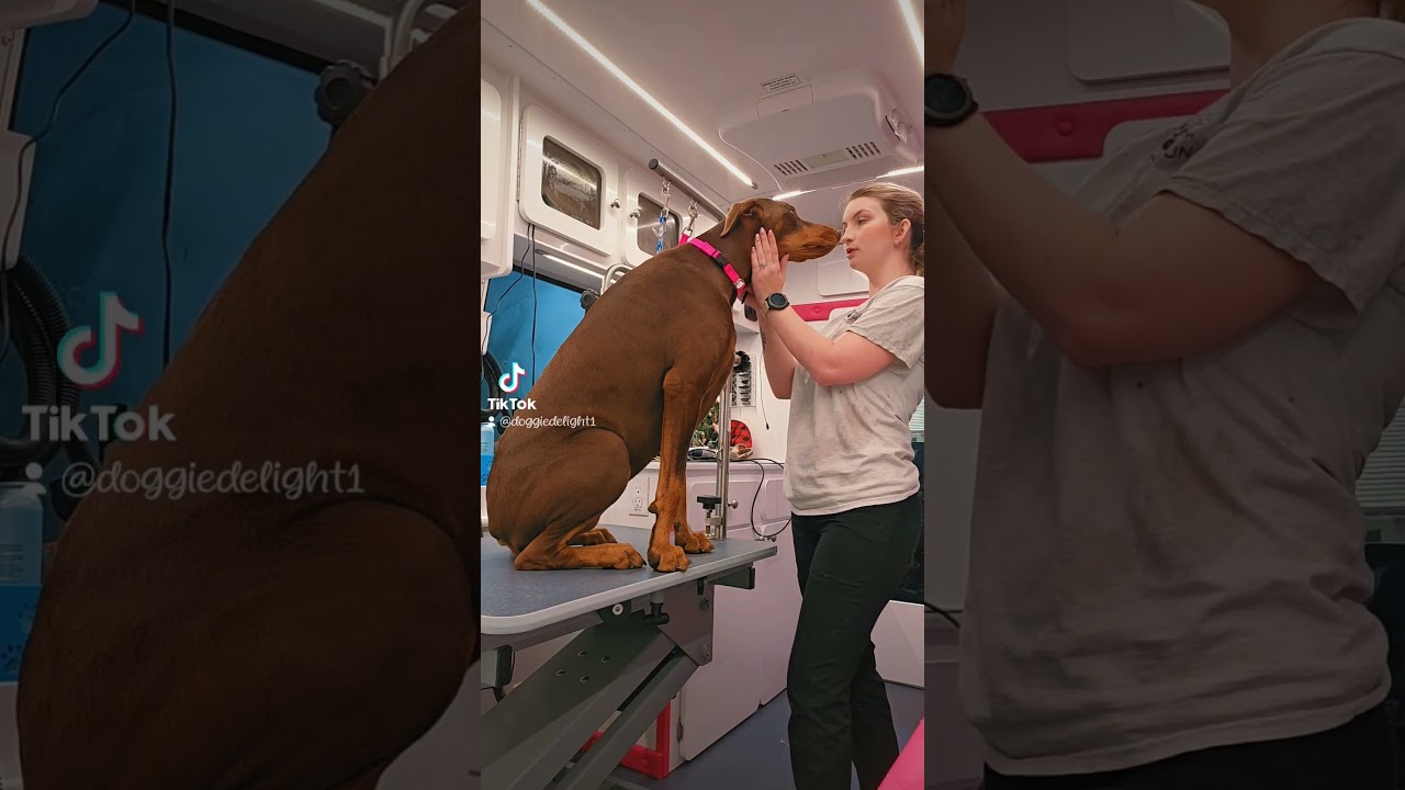 At doggie delight we love to give our fur clients some lovin time!! 