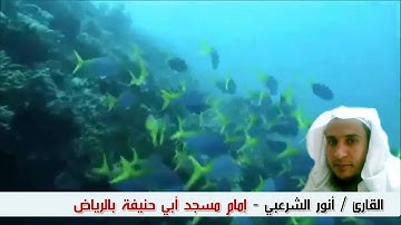 تلاوة رائعة بصوت القارئ أنور الشرعبي