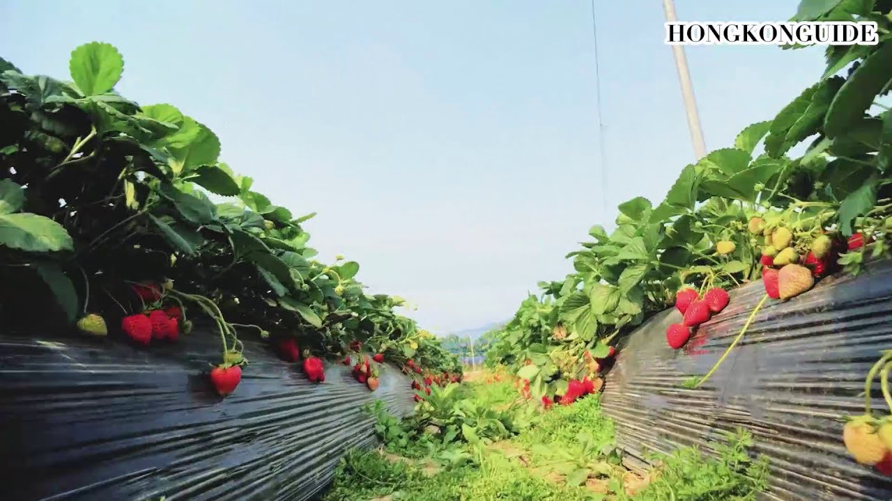 Handpick Strawberries Farm in Hong Kong Hong Kong Trave Guide YouTube