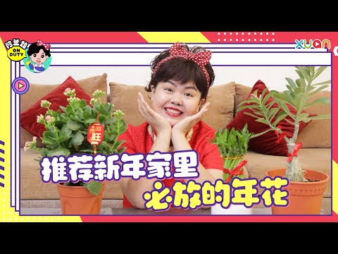 新年要来了，家里必须要放年花来增强运势啊！要怎样放？阿兰姐教你！【阿兰姐ON DUTY】