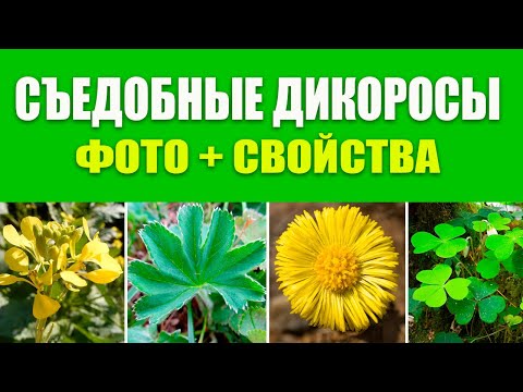 Видео: Руководство по съедобным дикорастущим растениям - советы по сбору съедобных местных растений