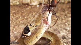 Times Snakes Messed With The Wrong Opponent