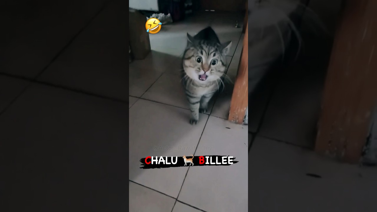 Naughty cat, ￼ 🐈🐈Chalu BILLEE 