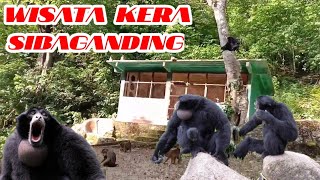 Wisata Penangkaran Hewan Monyet Sibagading (Monkey Forest Sibaganding) Parapat, Simalungun, Sumatera