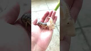 Mutierte Ziege#ameise  #fantasticanimals# #funny