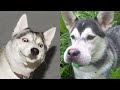 🔥 Husky dogs Crazy and Hyperactive #4 | Husky TV