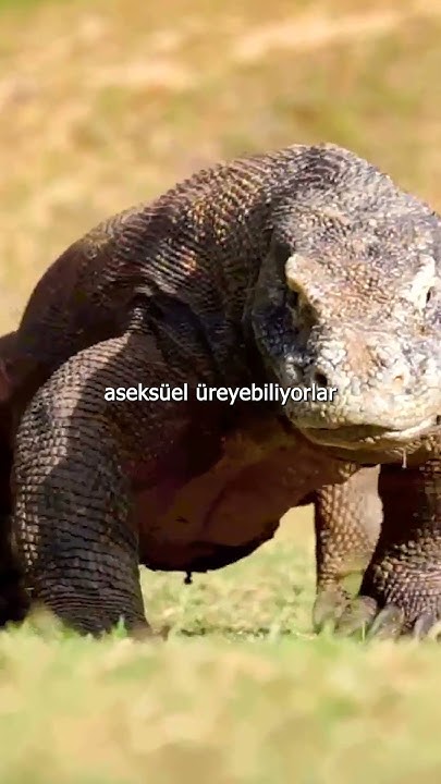Komodo Dragons will Cause Males to go Extinct! #veterinary #facts #