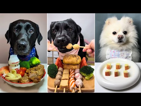 Ultimate Dog Food Challenge Which Dog Loved Their Meal the Most