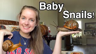My Snails Had Babies!