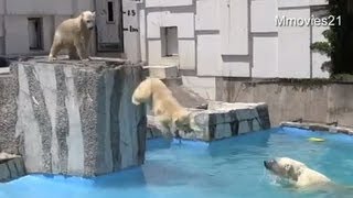 えっ！？ポロロをお立ち台から突き落としたマルル　双子のホッキョクグマ