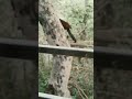 #A new 🐦🕊️