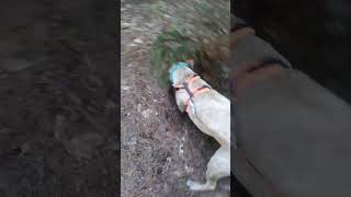 This Dog Is A Stump Grinder