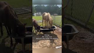 #shorts #funnyhorse #horsememes #2026 #animalchaos #equinehumor #derp