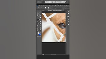 Photoshop Tutorial for Removing Dog Fence!