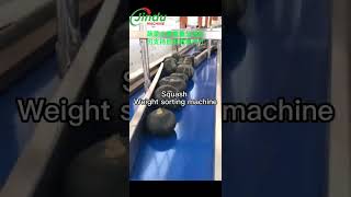 Pumpkin Squash weight sorting grading machine #machine #vegetables #equipment #food #machinery