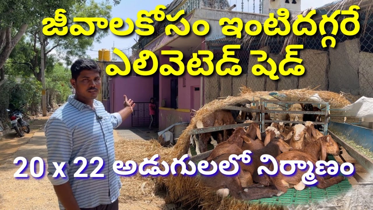 ఇంటిదగ్గరే ఎలివేటెడ్ షెడ్ బ్యాచ్ కు 70పొట్టేళ్లను పెంచుతున్నా | Elevated Shed for Sheep Farming |