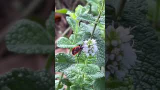 Firebug #insect #short #video #trending