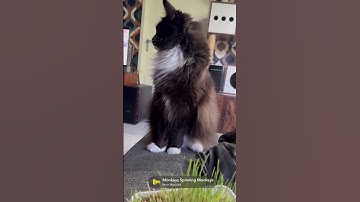 My cats are trying catnip for the first time and its hilarious