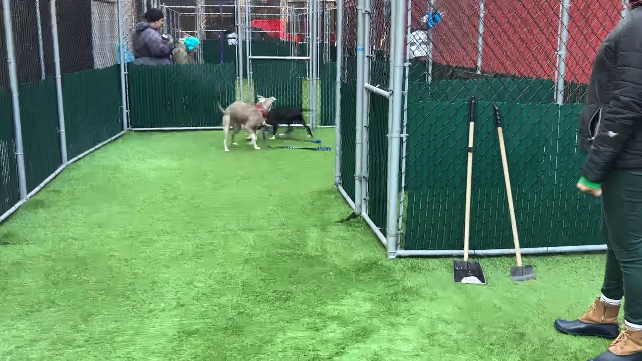 camera iphone 8 plus apk Lara Croft 44514 and Ziggy 57228 /NYCACC/ Playgroup