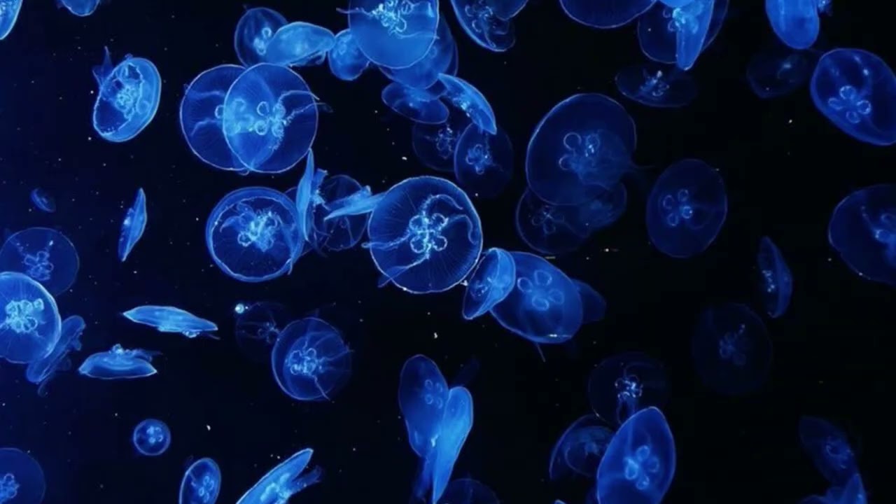 물속에 남겨진 새벽의 잔상