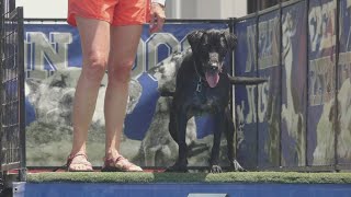 Dogs make a splash at Maryville's Summer on Broadway festival