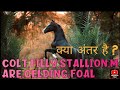 Coltfillymare stalliongelding and foal me difference informative indiandiscovery92